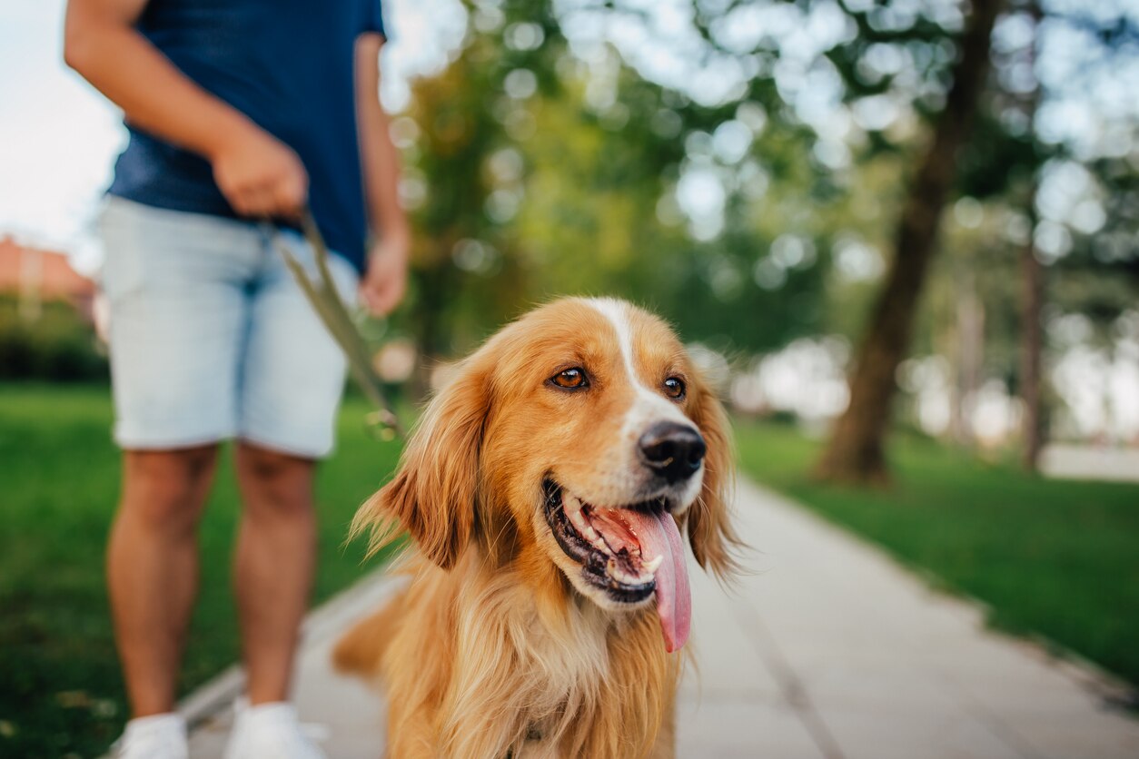 dog-walking-on-leash