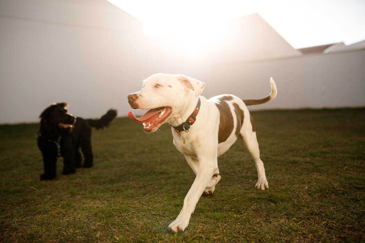 two-dogs-running-on-grass