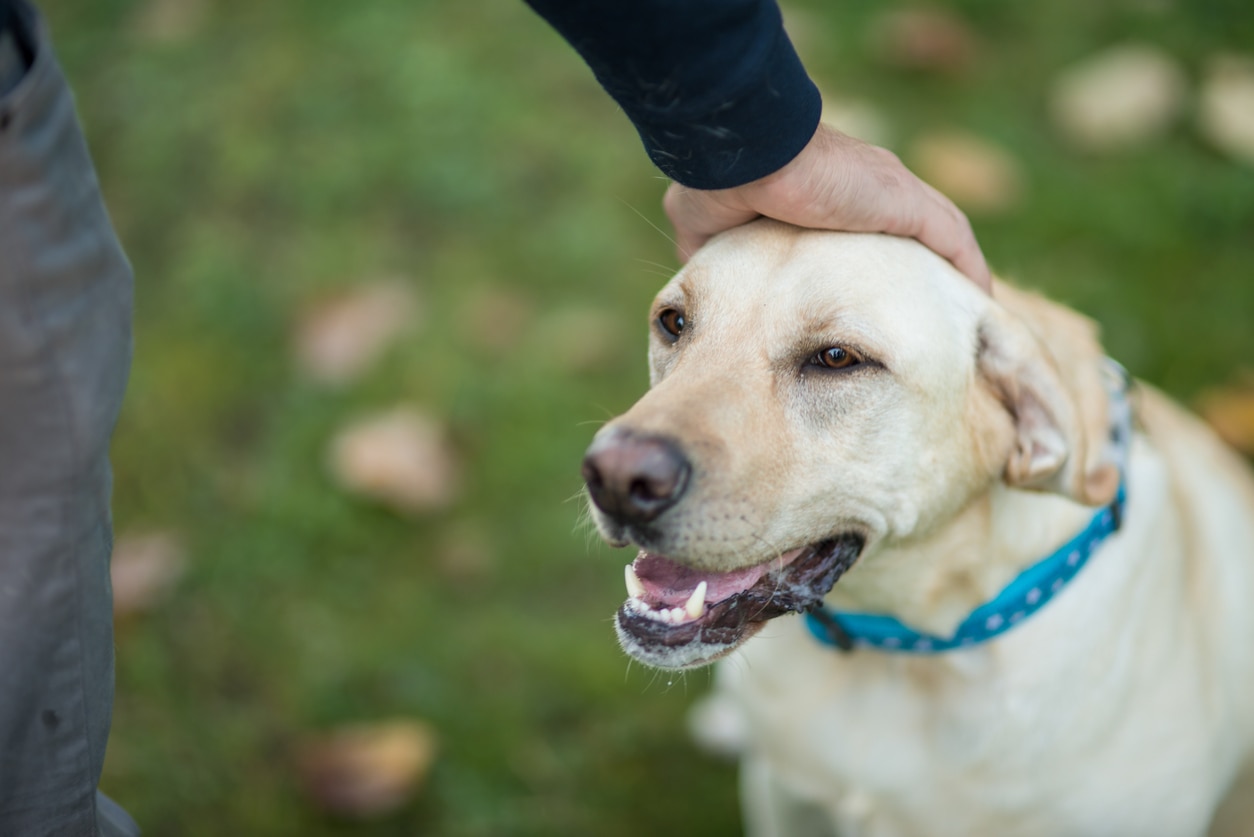 dog-in-park-with-human-resting-hand-on-head
