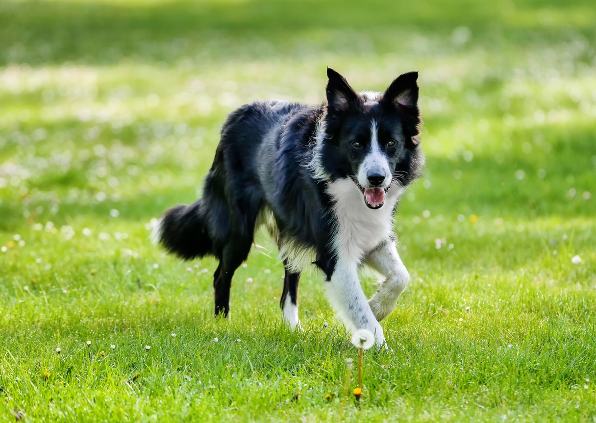 Border Collie Dogs