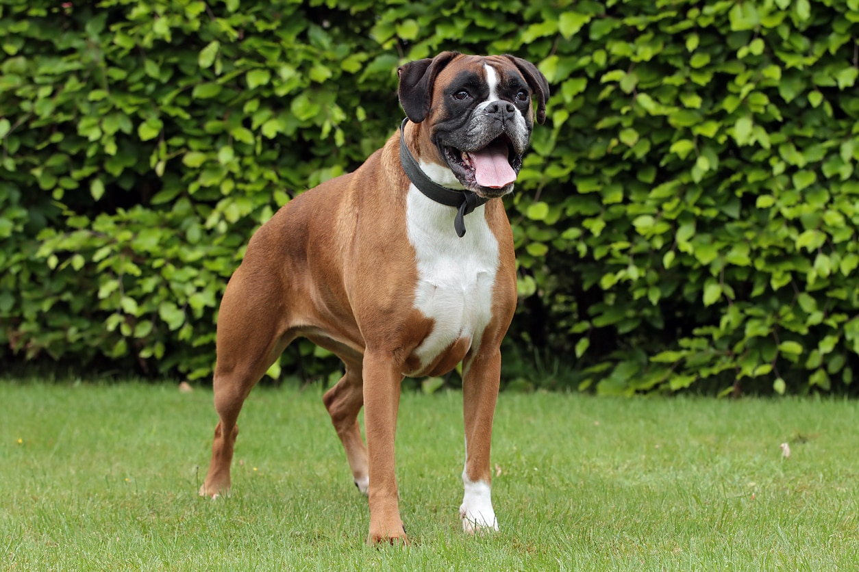 Dog Breed: Boxer | PetMD