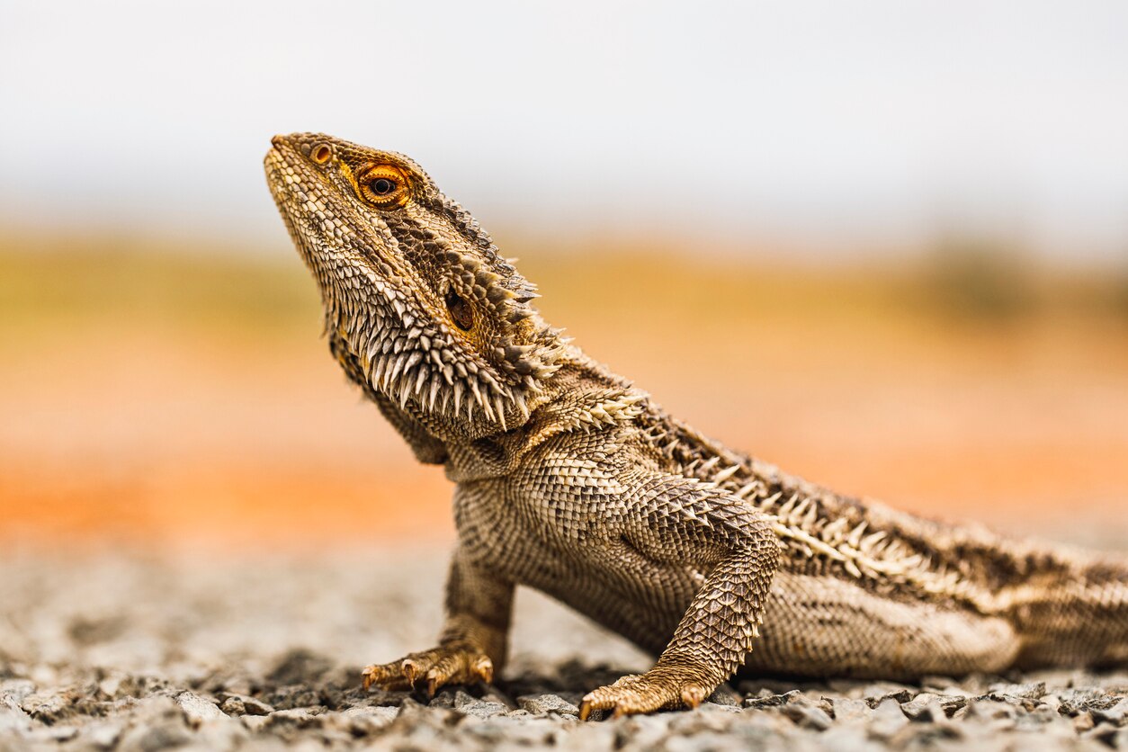 Bearded Dragon Care 101 PetMD