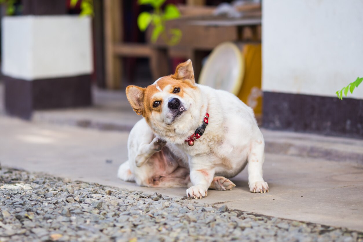 dog dandruff