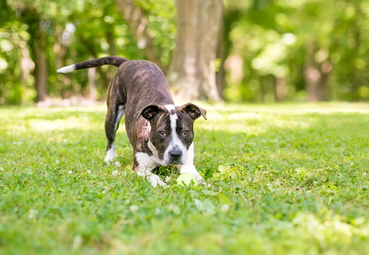 A playful brindle and white mixed breed dog in a play bow position with a ball between its paws