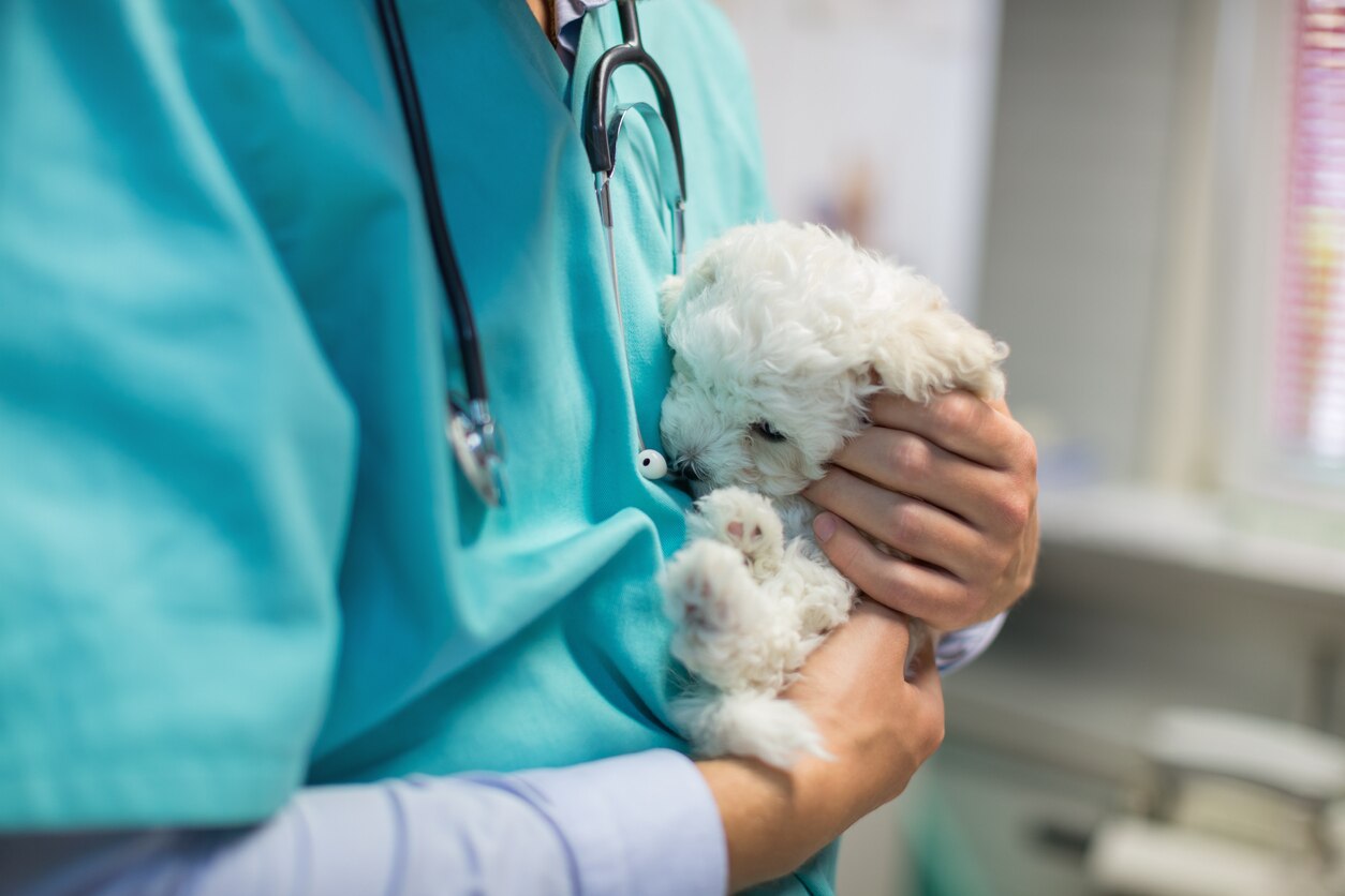 Veterinarian stroking bichon puppy in vet's surgery