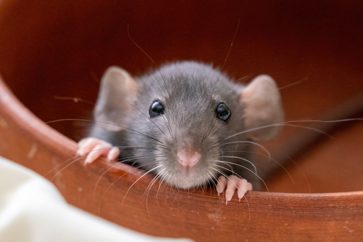How Long Do Rats Live? PetMD