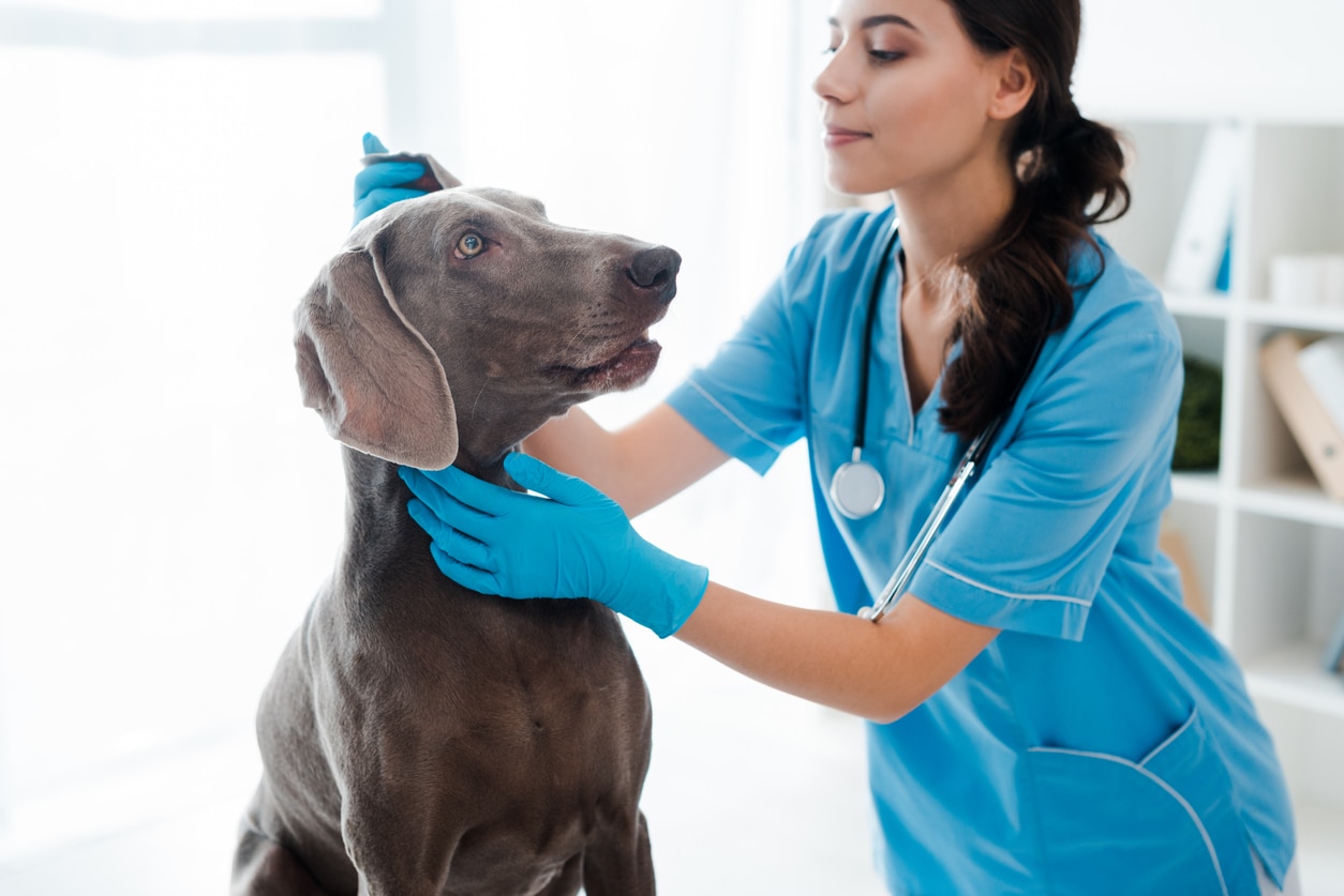 Vestibular Disease in Dogs