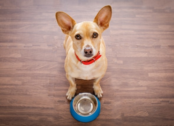 hungry dog looking up sitting next to empty food bowl