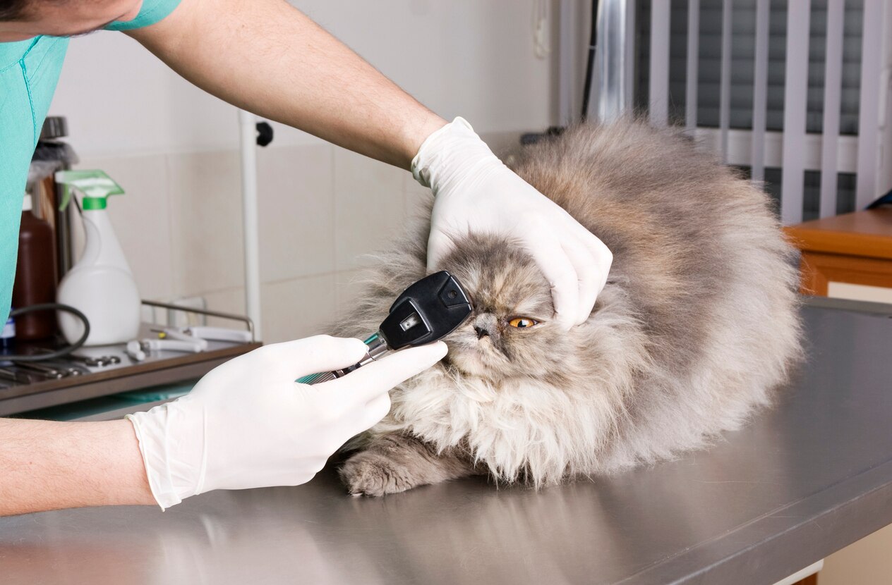 Glaucoma in Cats