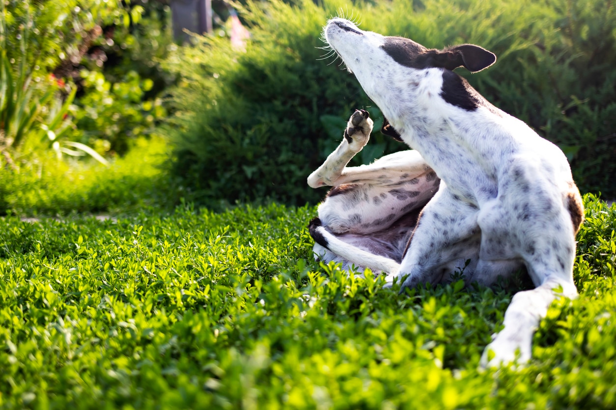 itchy-dog-causes-and-treatment-petmd