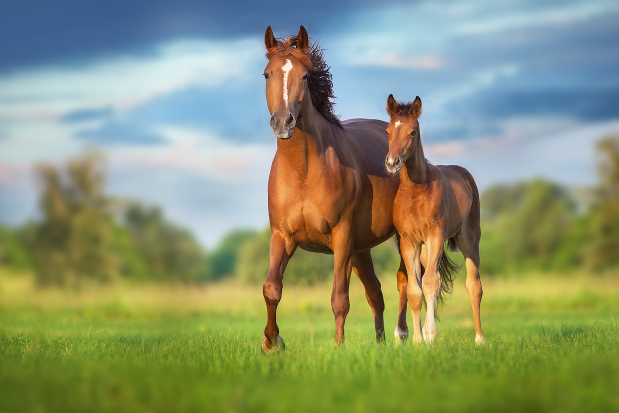 Hepatitis in Horses