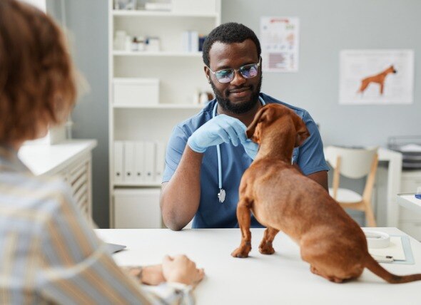 veterinarian examining dog on table
