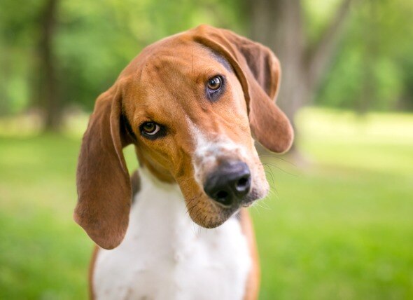 brown and white american foxhound dog tilting head outside