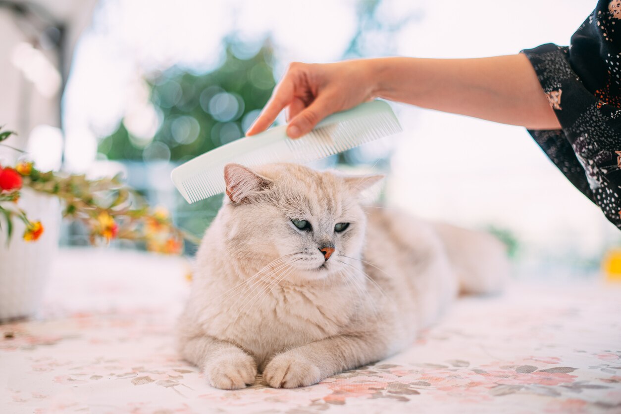 How To Use a Flea Comb on Cats PetMD