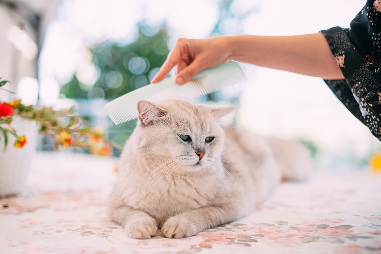 How To Use a Flea Comb on Cats