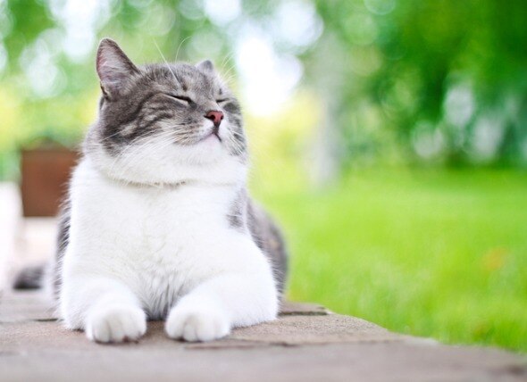 The Best Heartworm Medications for Cats