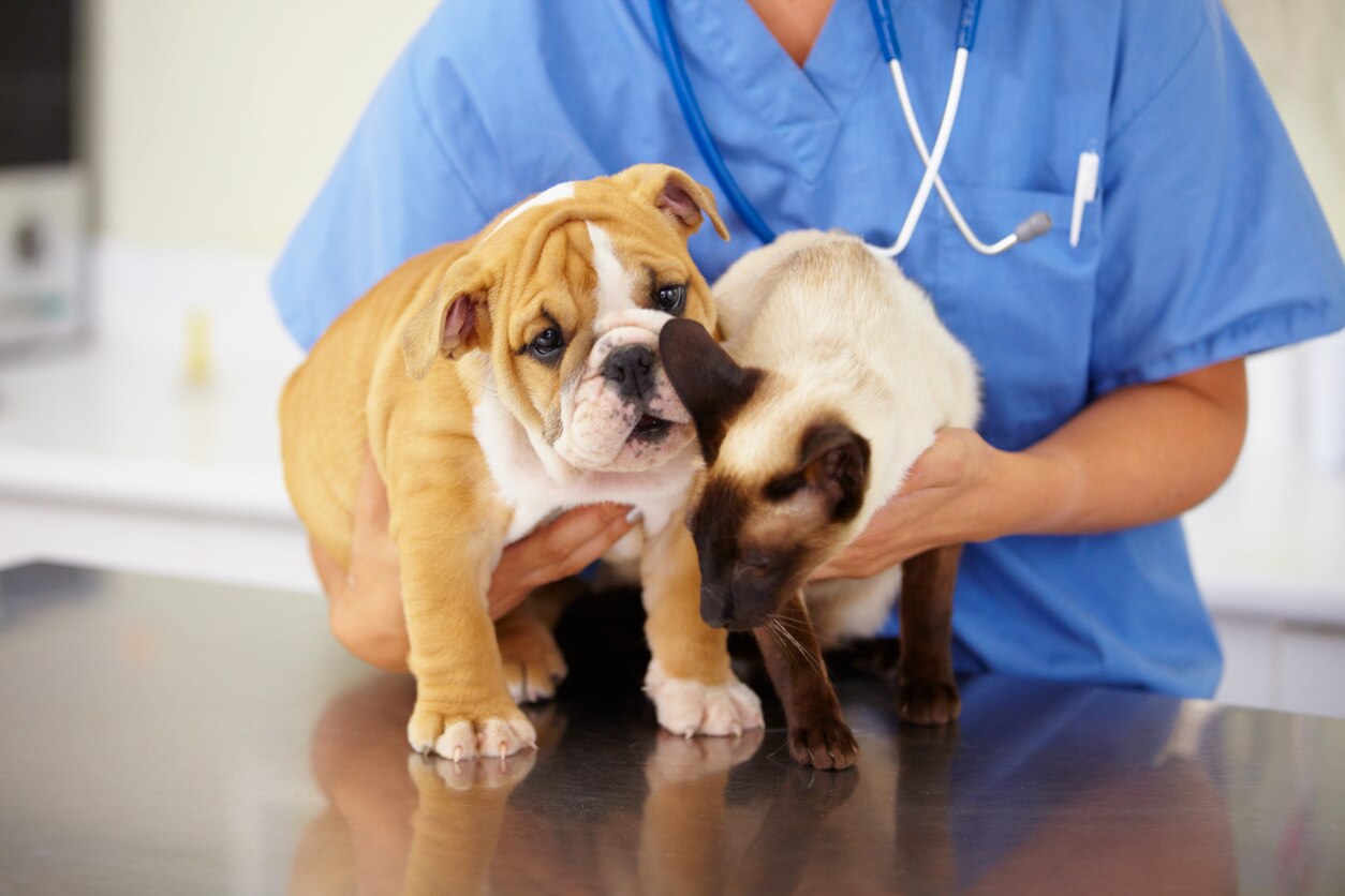 Insulin For Dogs and Cats (Vetsulin®, Caninsulin®, Humulin®, Humalog®, Lantus®, Levemir®, Novolin®, NovoLog®, ProZinc®)
