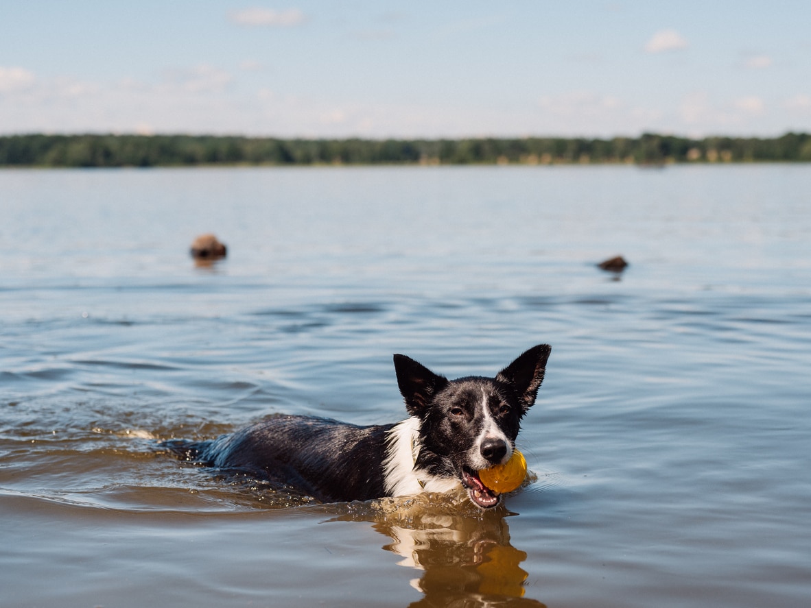 Drowning and Near-Drowning in Dogs