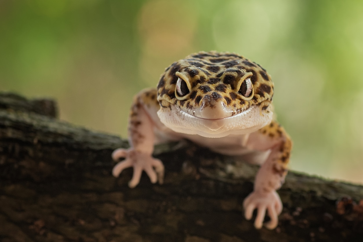 Leopard Geckos: All You Need to Know