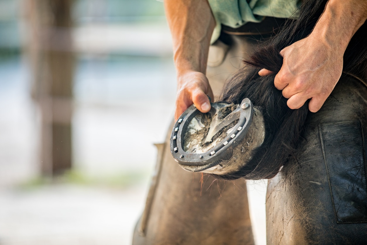 Shoes for Horses: Everything You Need to Know