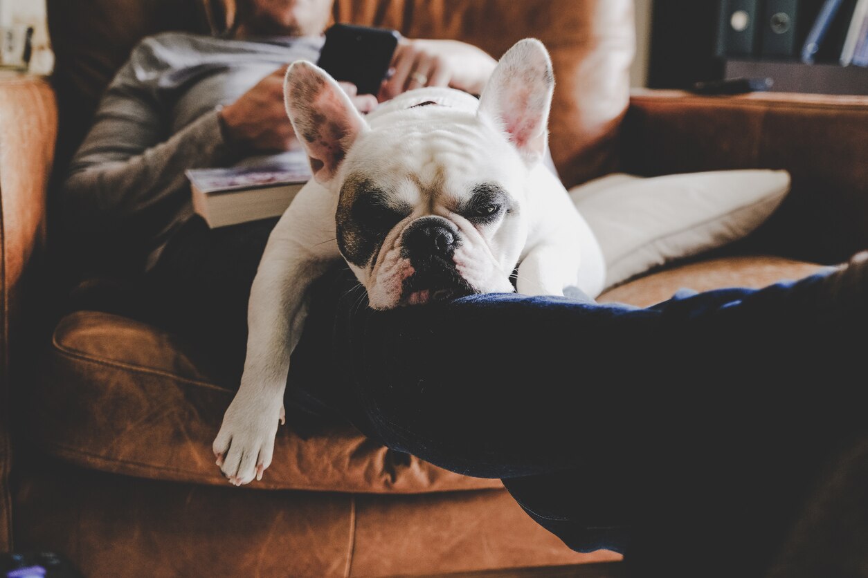 bulldog-laying-on-human
