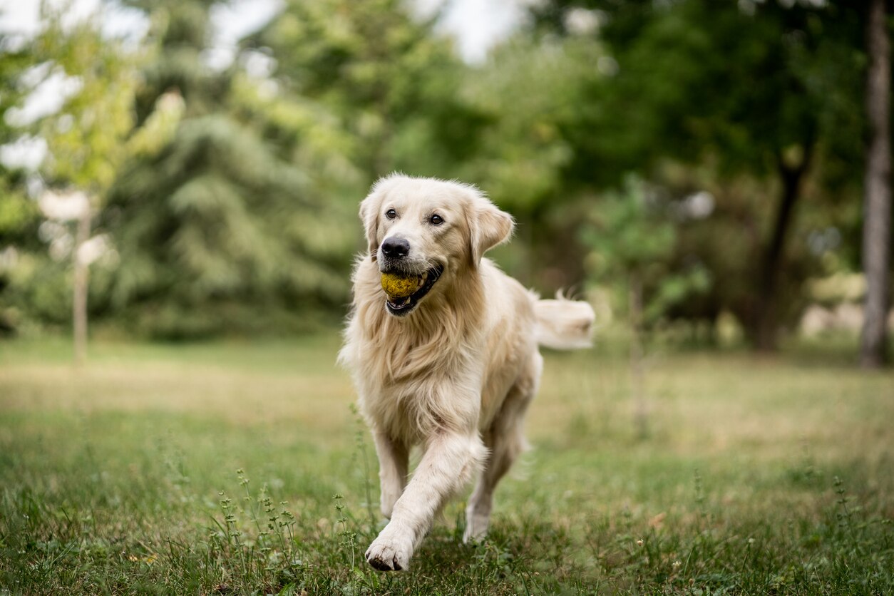 yellow-lab-running-outside-with-tennis-ball-in-mouth