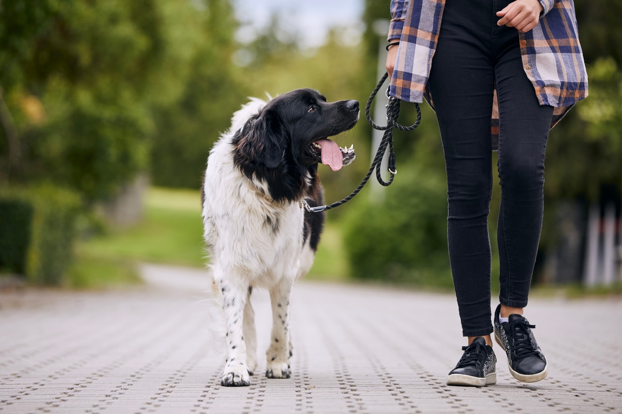 large-fluffy-dog-walking-on-leash