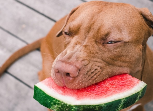 狗能吃西瓜吗?