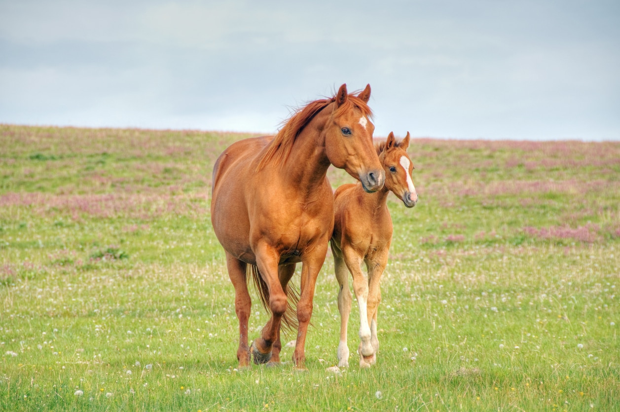 How Long Do Horses Live?