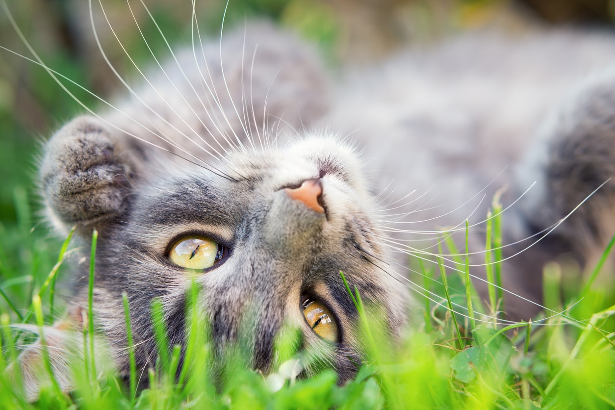 6 Types of Tick-Borne Disease in Cats