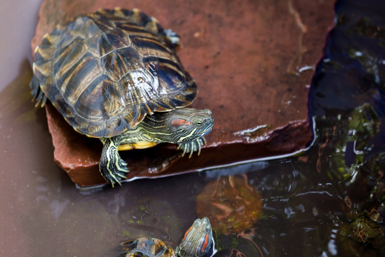 How to Take Care of Pet Aquatic Turtles