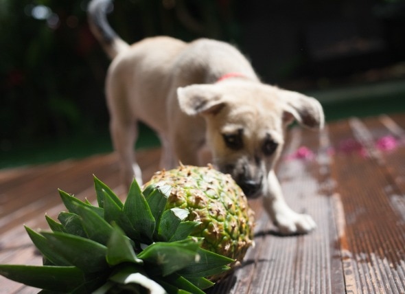狗能吃菠萝吗?