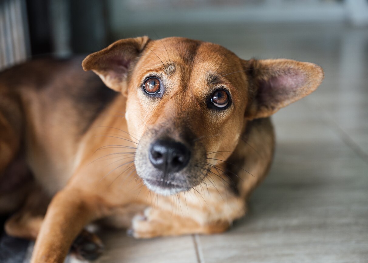 gabapentin and tramadol in dogs