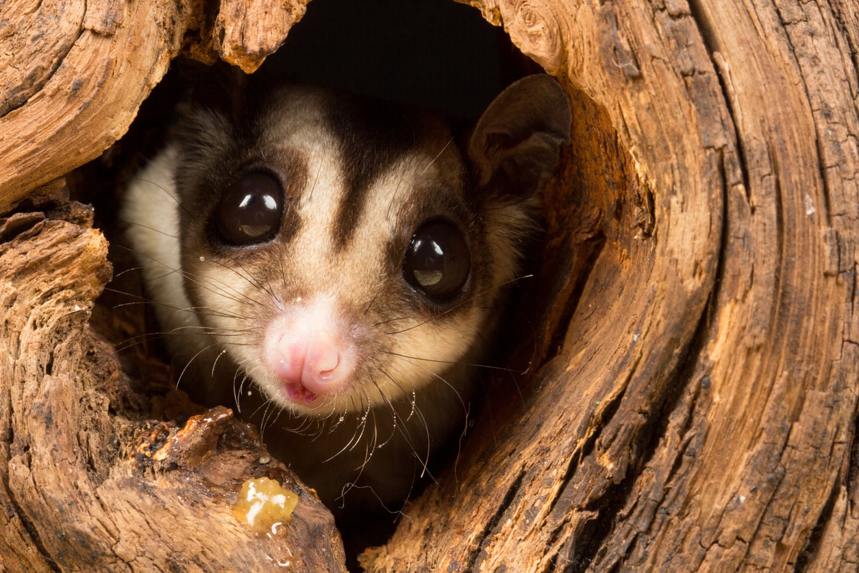 All About Sugar Gliders
