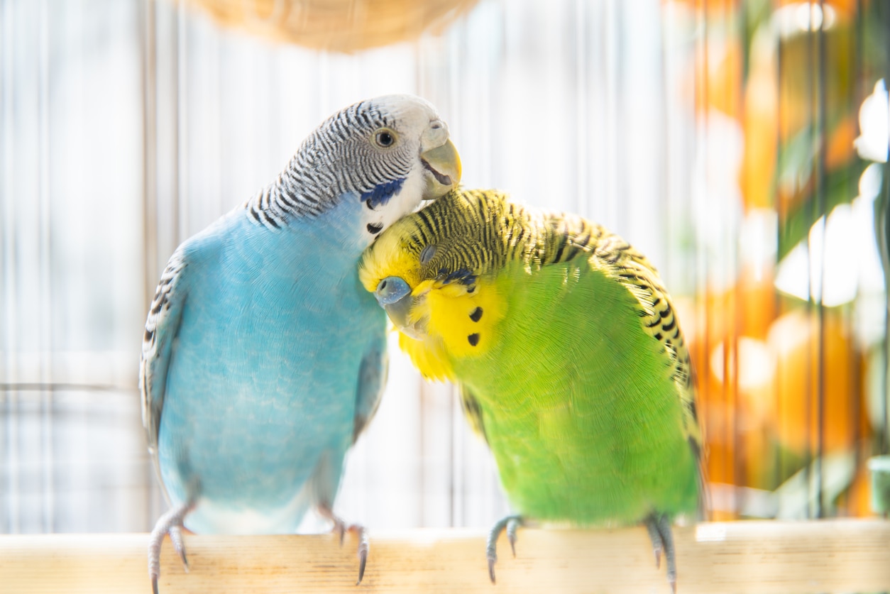 How Long Do Parakeets Live?