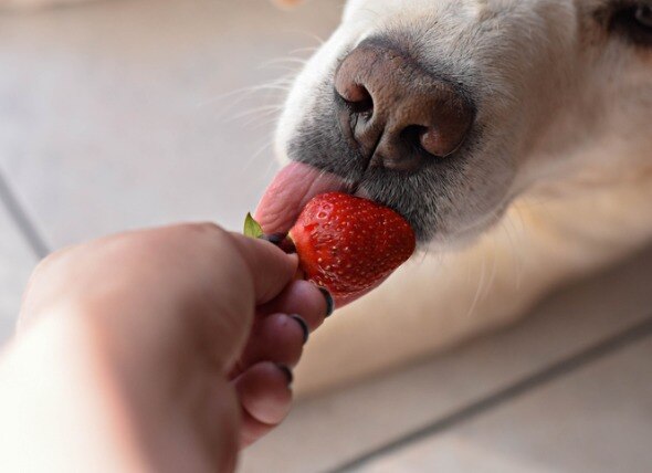 狗能吃草莓吗?