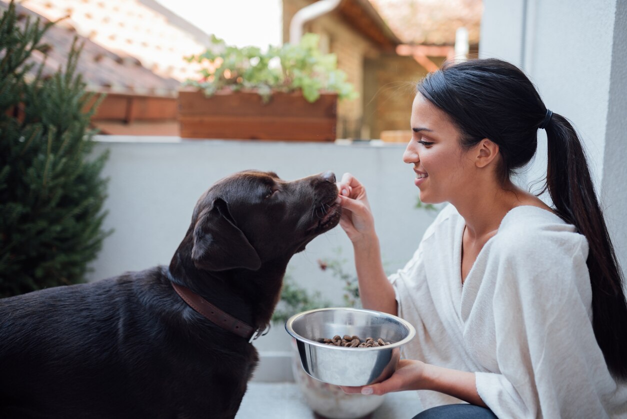 woman-feeding-chocolate-lab-from-dog-food-bowl