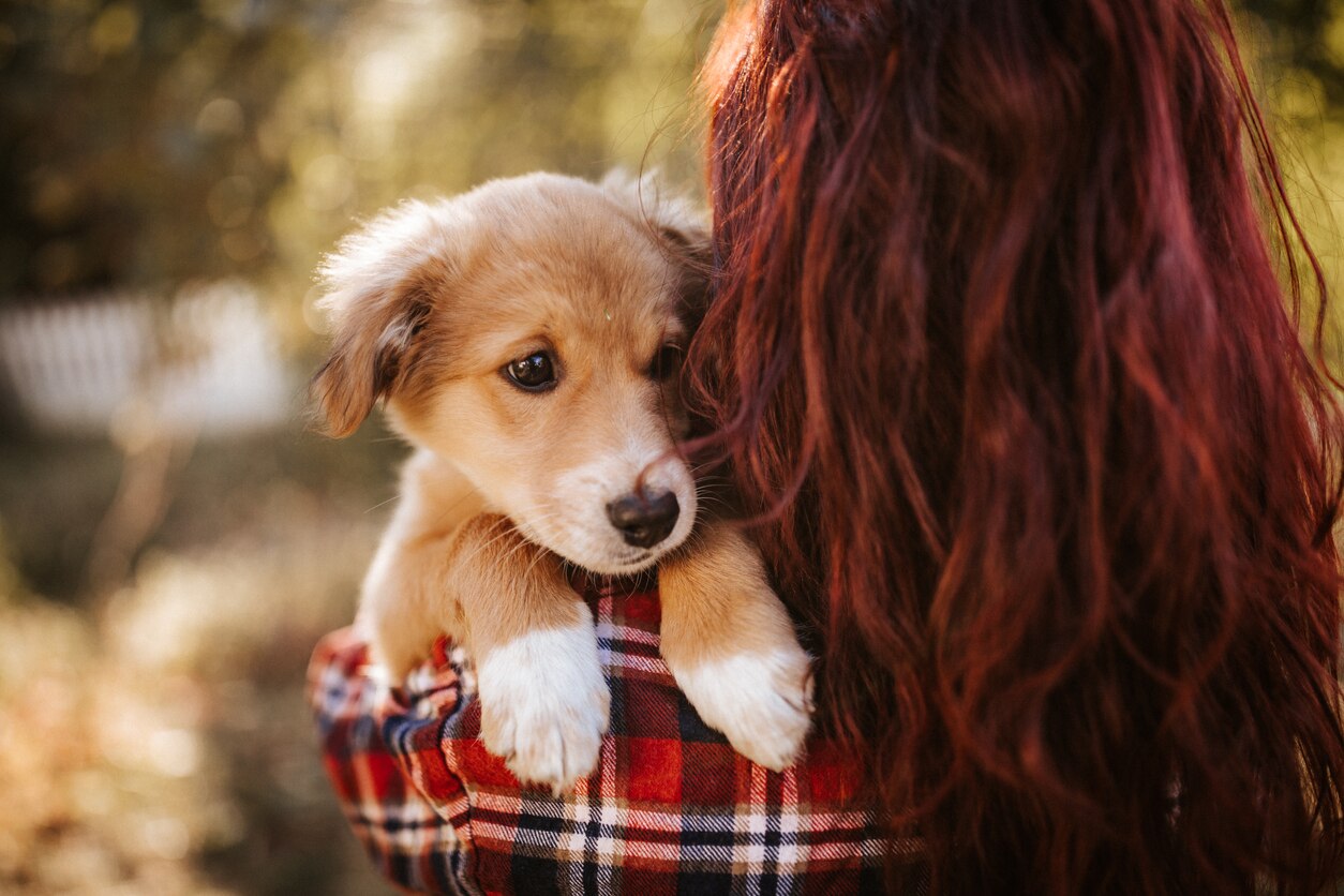 young-puppy-peering-over-womans-shoulder