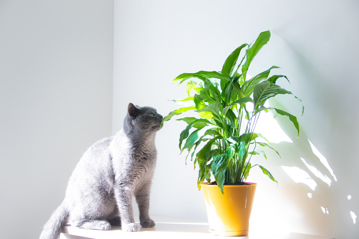 Lily Plant Poisoning in Cats PetMD