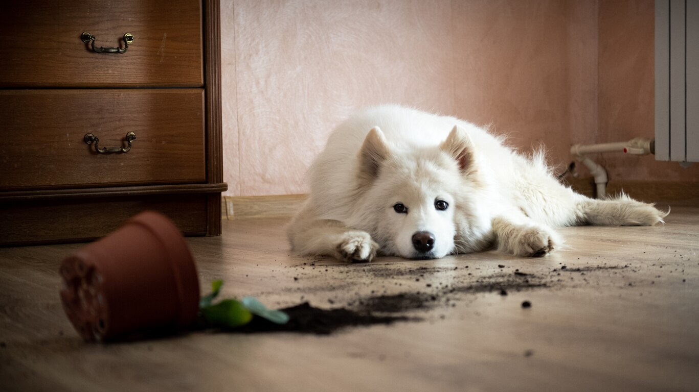 Bloat In Dogs PetMD