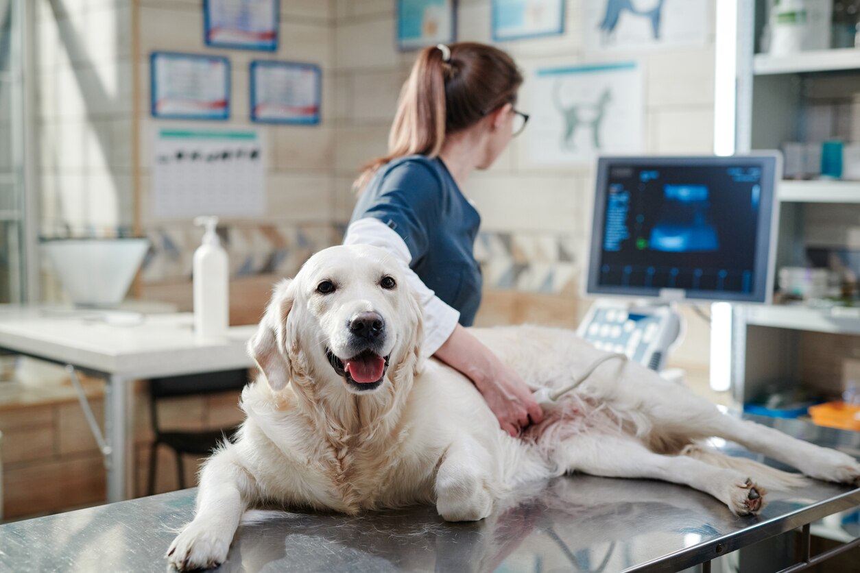 Stomach and Intestinal Ulcers in Dogs PetMD
