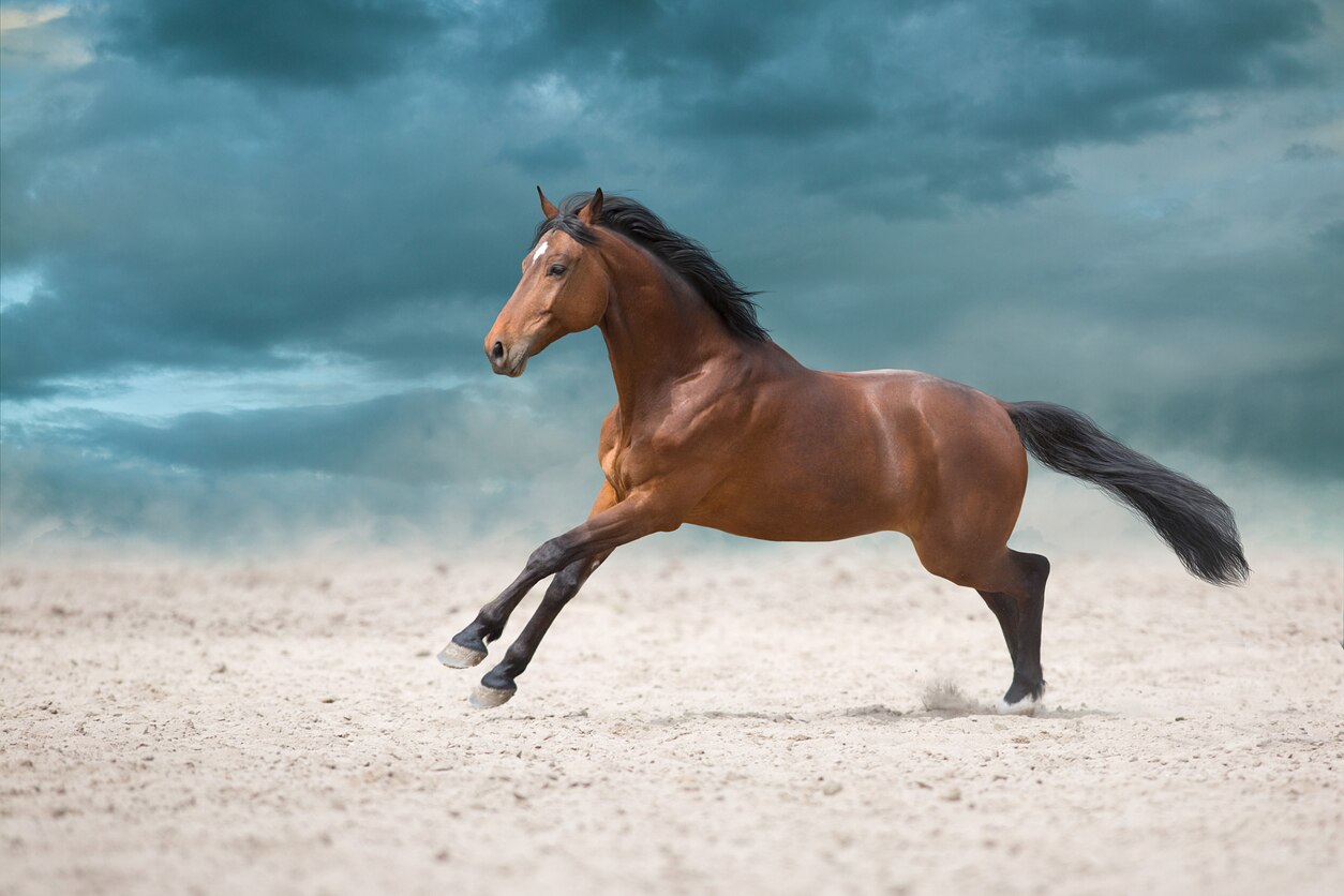 muscle-strain-in-horses-petmd