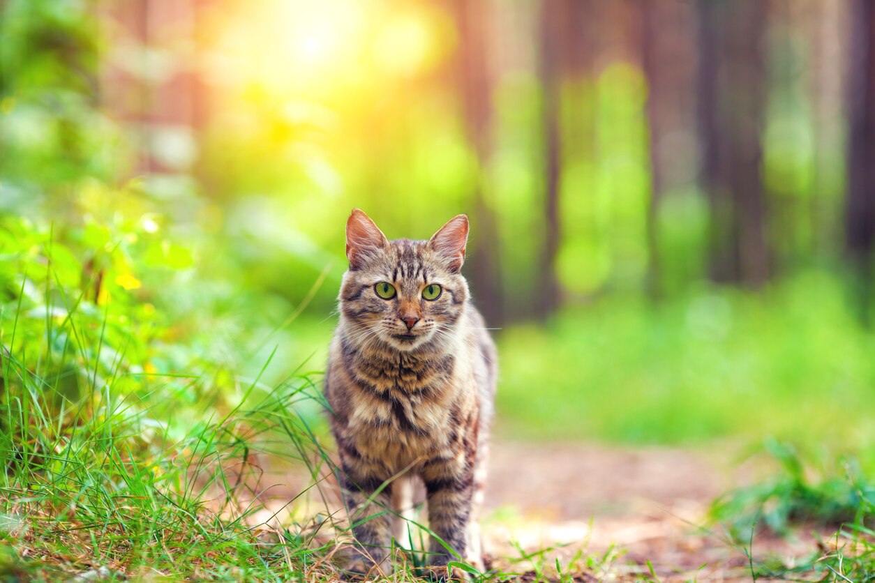 Cute siberian cat walking in the forest stock photo