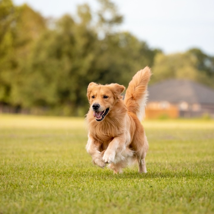 Golden retriever on front yard