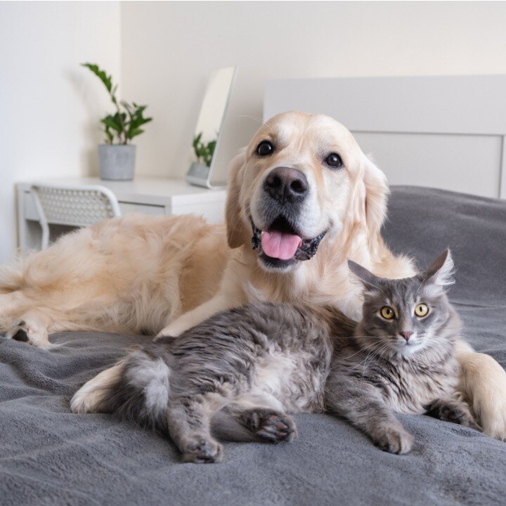 Dog and cat lying side by side