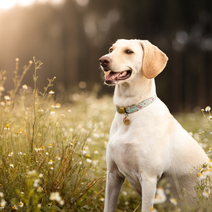 Dog outside in field