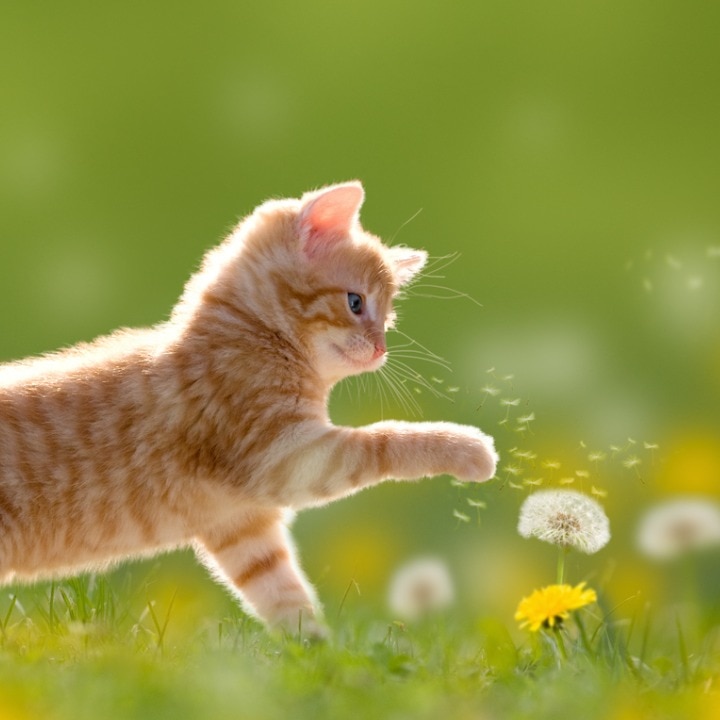 Kitten playing with dandelion