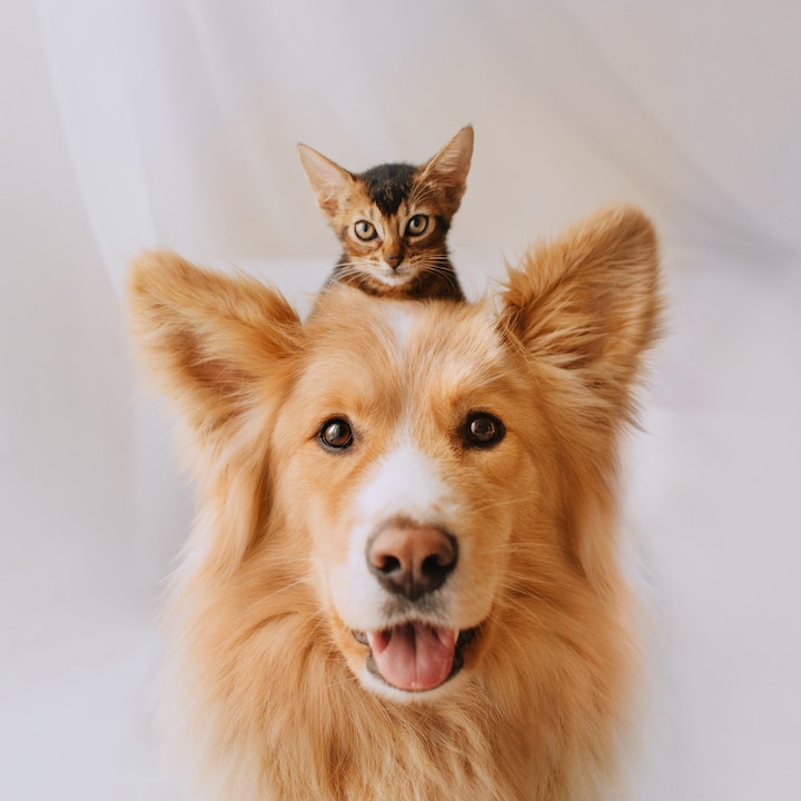 Dog with kitten on head