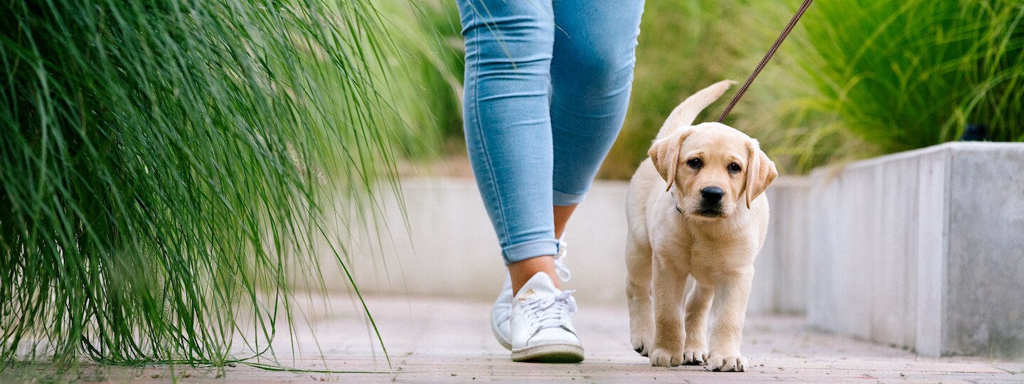 Puppy walking on leash