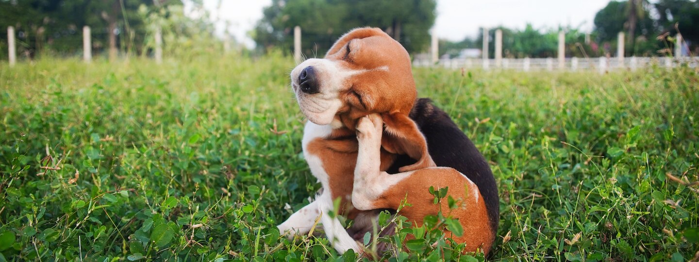 Beagle dog scratching in field